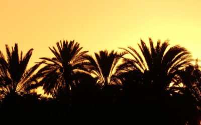 9. Maroc : du 5 au 9 décembre 2018 : les oasis de Tighmert, de Taghjicht et de Amtoudi