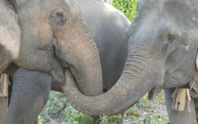 50. Laos : du 28 octobre au 2 novembre 2019 : Pakbeng, Mekong Elephant Park, Luang Prabang, Kuang Si