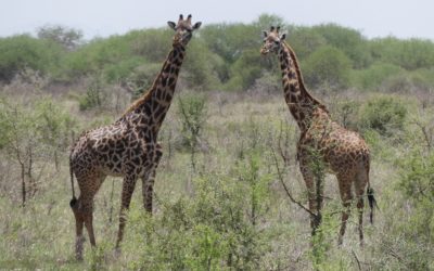 100 : Kenya : du 18 au 24 février 2021 : Parc national du Tsavo ouest