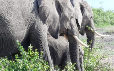 101 : Kenya : du 25 février au 1er mars 2021 : Parc national d’Amboseli