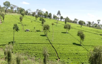 103 : Kenya : du 10 au 15 mars 2021 : Vallée du Rift, Lac Baringo, Nandi Hills